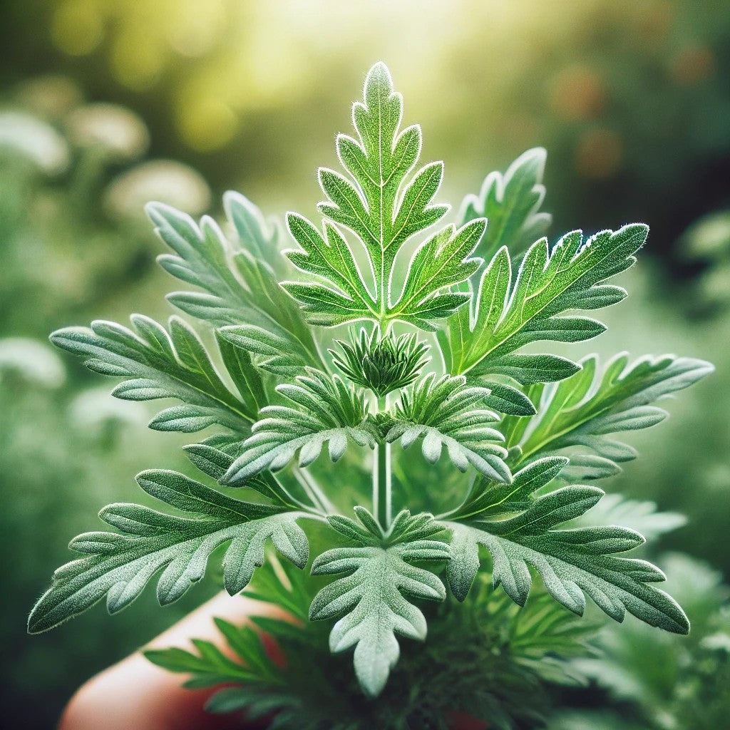 Einjähriger Beifuß Tee, Artemisia Annua 25 g