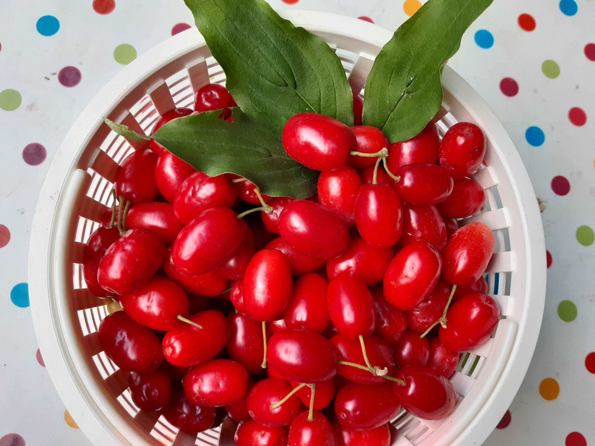 Berliner Dirndl Früchtetraum, Kornelkirsche Fruchtaufstrich, 210 g netto - Berliner Spezialitäten