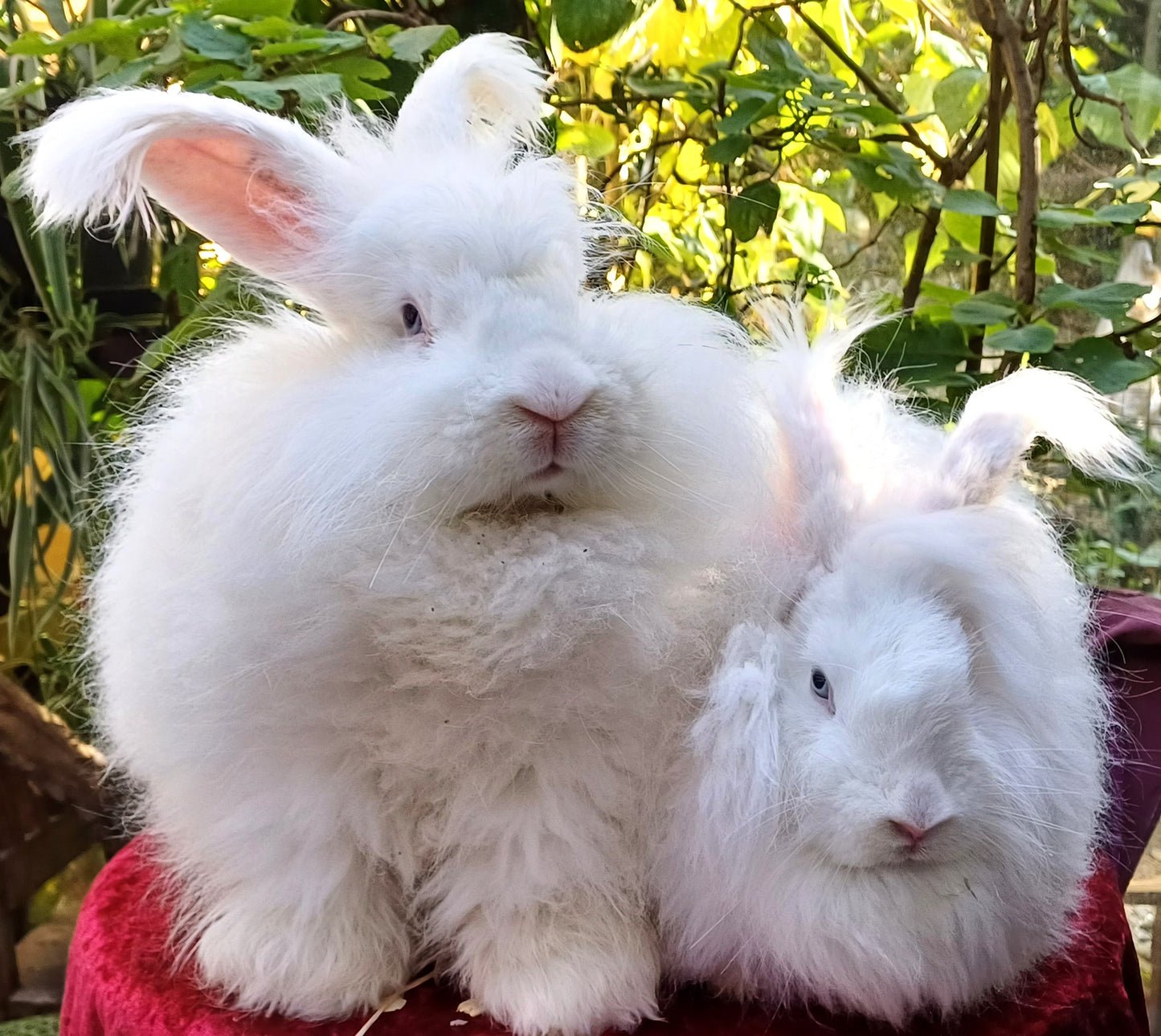 handgesponnene Angora Kaninchen Wolle - Luxus Pur!